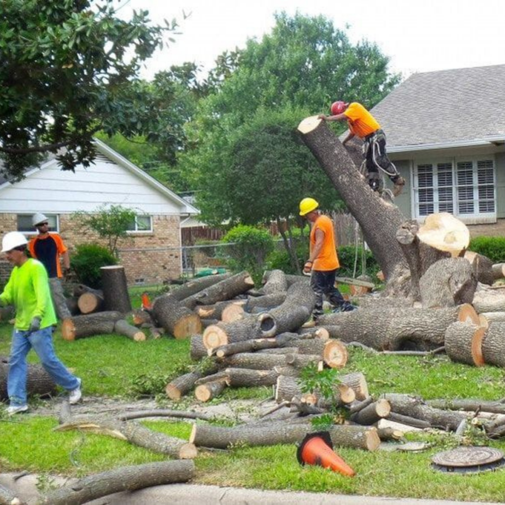 Tree Removal Services